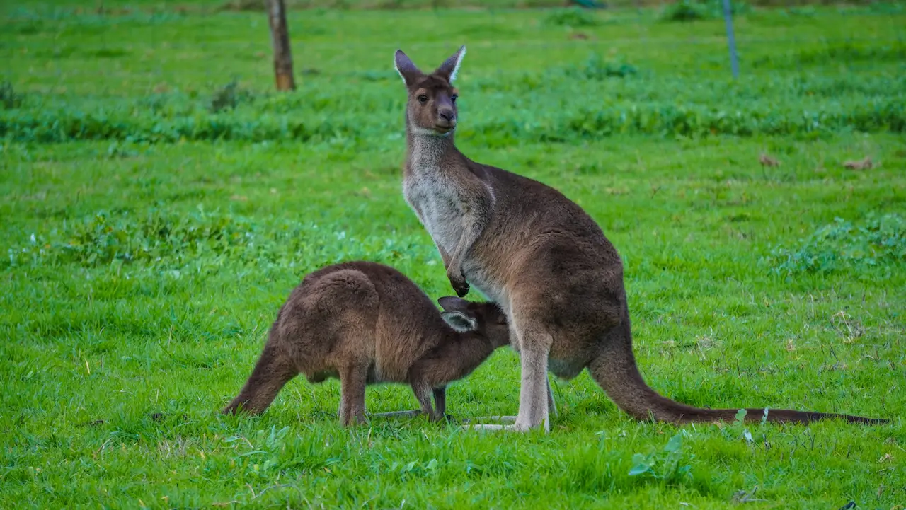 Kangaroos opposite to RAC Karri Valley Resort