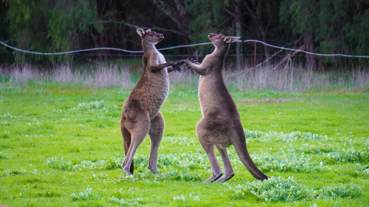 Kangaroos fighting each other