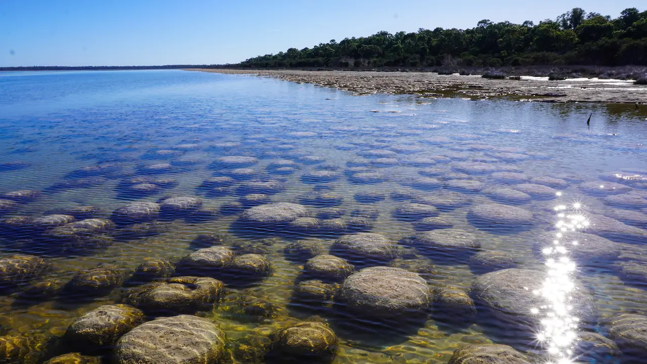 Lake Clifton Thrombolites