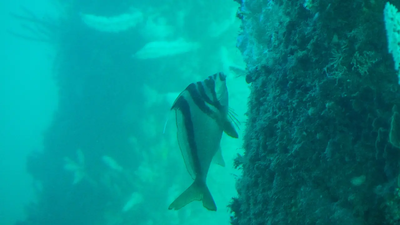 View from Underwater Observatory