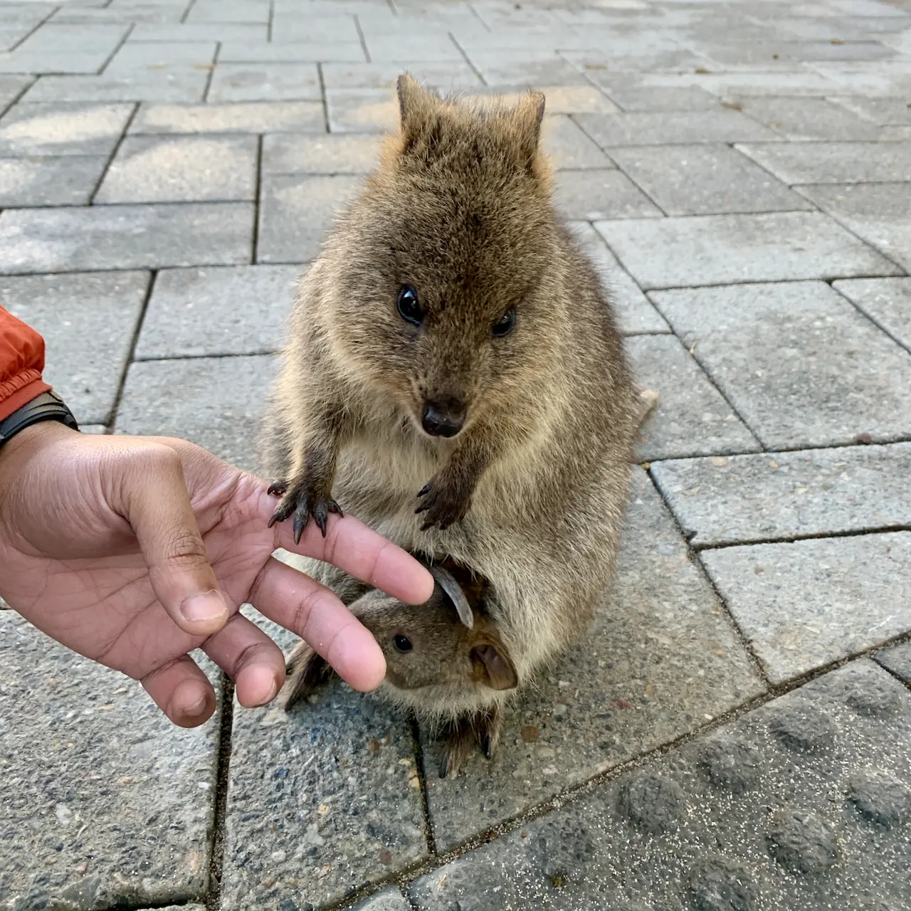 Quokka