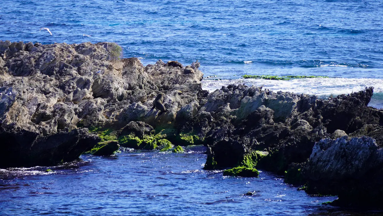 Seals at Cathedral Rocks