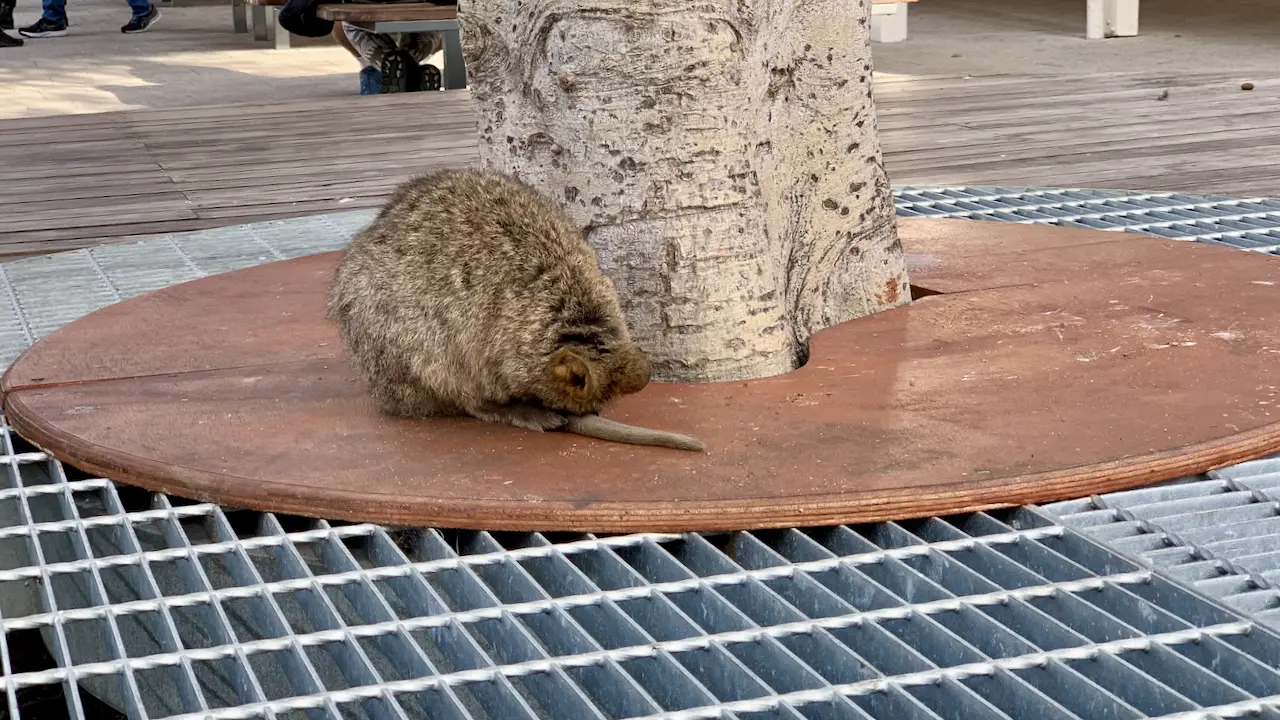 A Sleeping Quokka