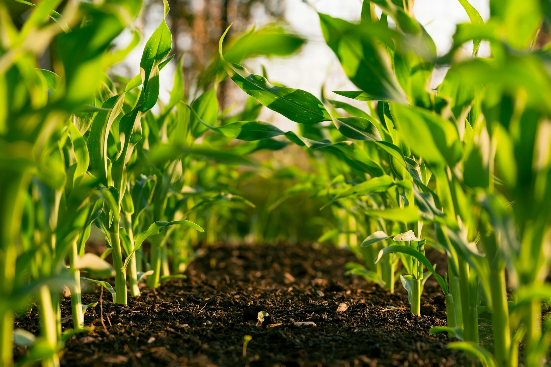 Understanding NPK: How the "Big Three" Nutrients Define Soil Health