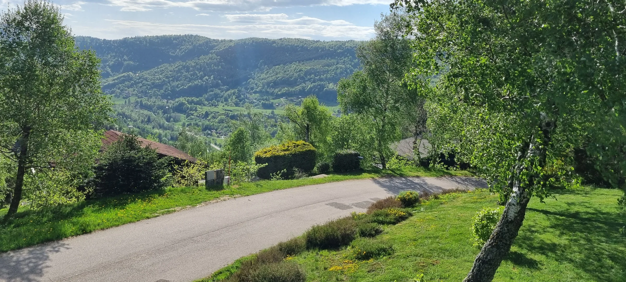 Vue sur la vallée à travers les troncs de bouleaux