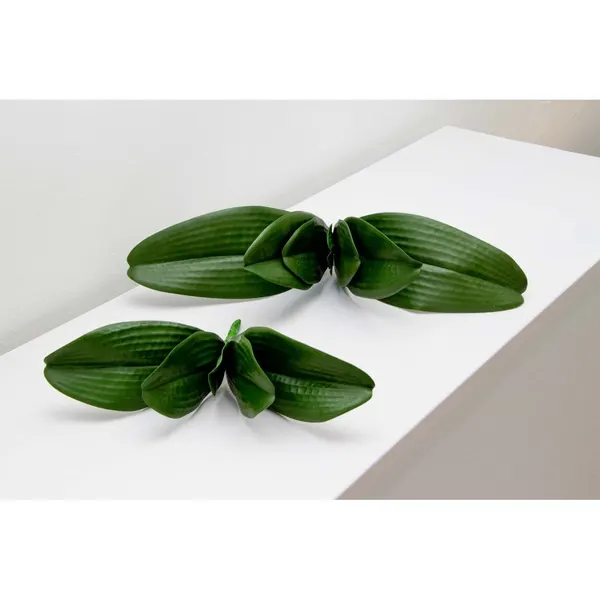 Follaje de orquídea erly