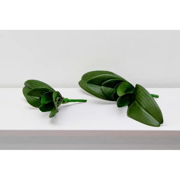 Follaje de orquídea erly