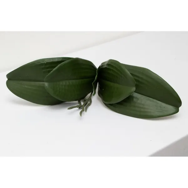 Follaje de orquídea erly