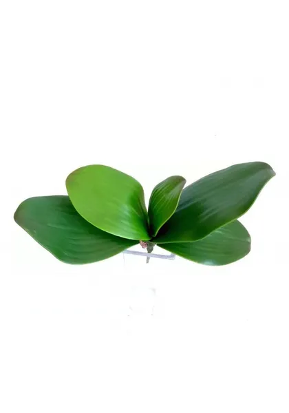 Follaje de orquídea soft touch: 20 y 25 cm de altura