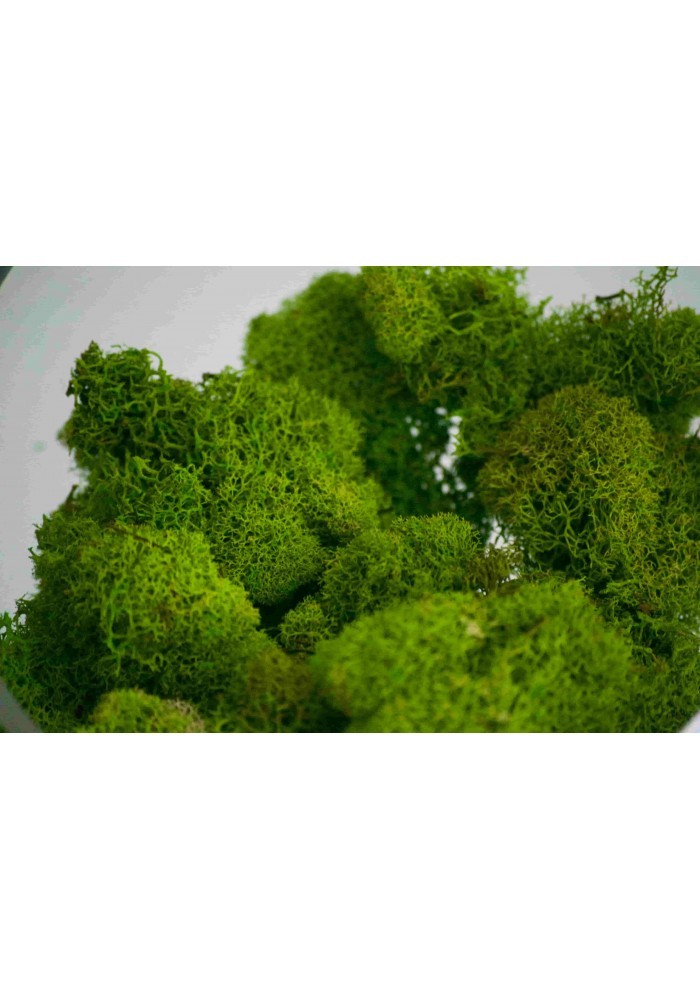 Reindeer moss, musgo natural cuatro colores