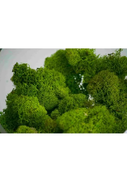 Reindeer moss, musgo natural cuatro colores