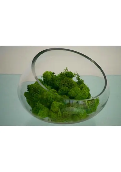Reindeer moss, musgo natural cuatro colores