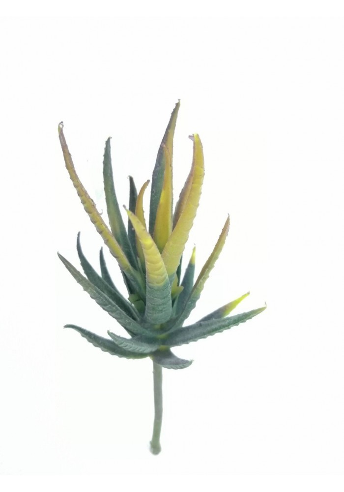 Aloe amarilla mini 16 cm altura