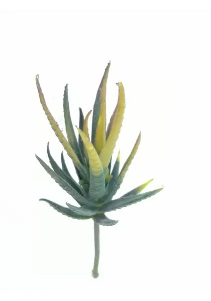 Aloe amarilla mini 16 cm altura