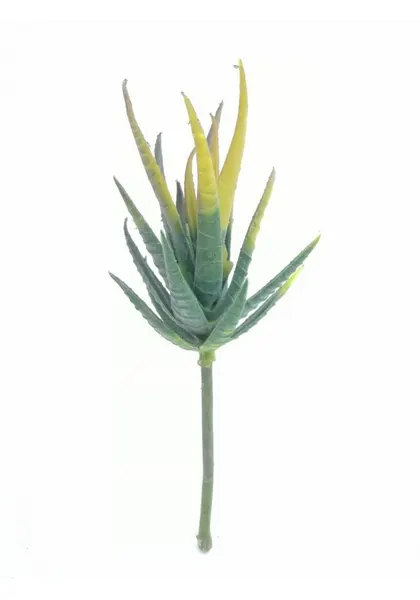 Aloe amarilla mini 16 cm altura