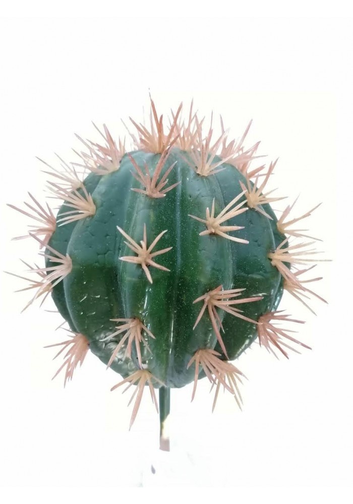 Cactofili 25 cm altura