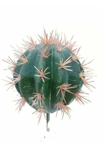 Cactofili 25 cm altura