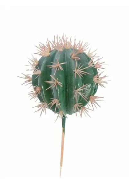 Cactofili 25 cm altura