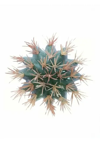Cactofili 25 cm altura