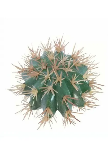 Cactofili 25 cm altura