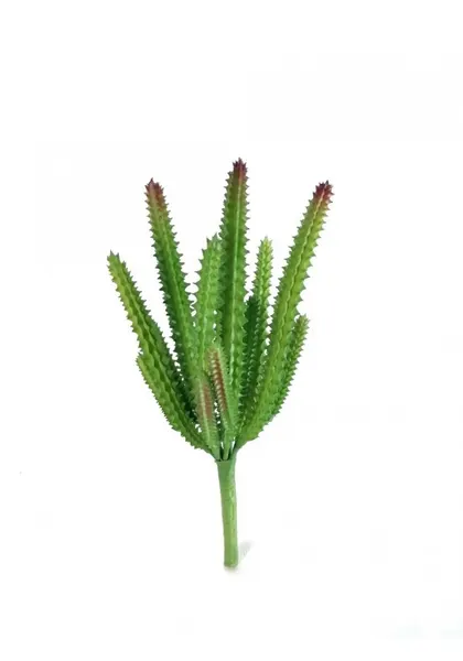 Cactus candelabra 20 cm altura
