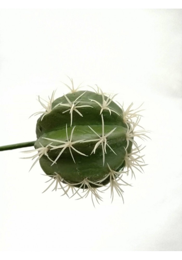 Cáctus devil 20 cm