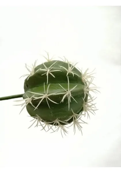 Cáctus devil 20 cm