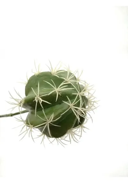 Cáctus devil 20 cm