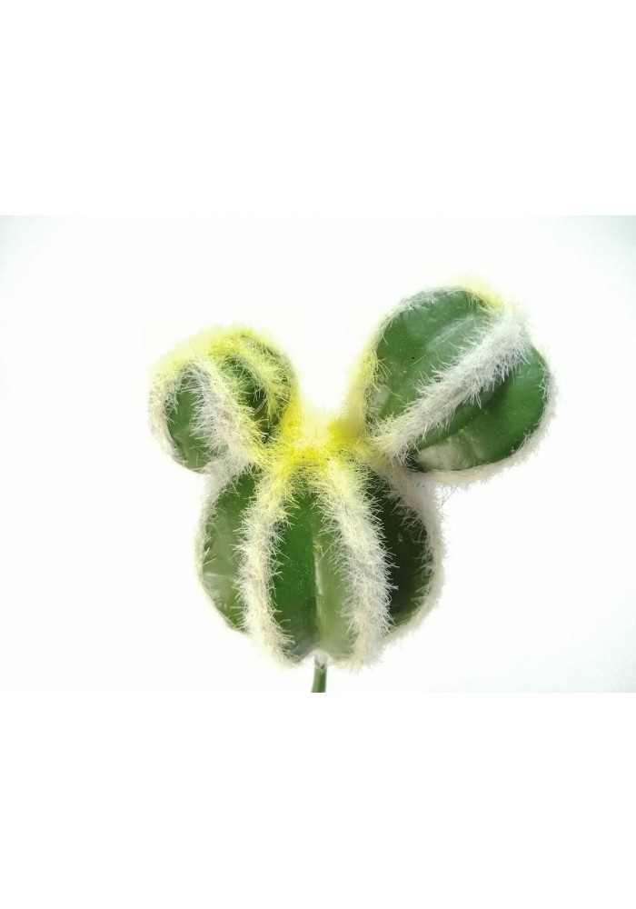 Cáctus micky 20 cm altura