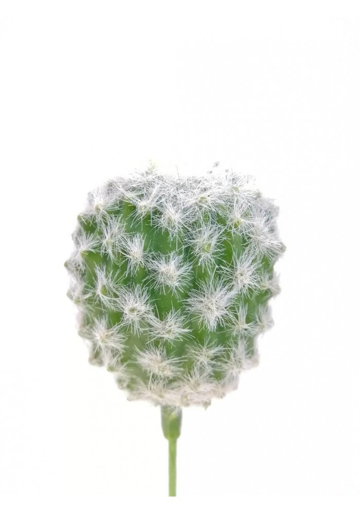 Cactus microhelia 15 cm altura