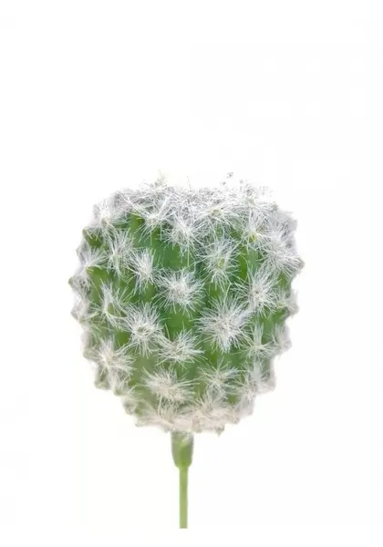 Cactus microhelia 15 cm altura