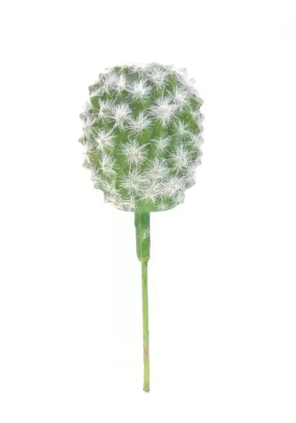 Cactus microhelia 15 cm altura
