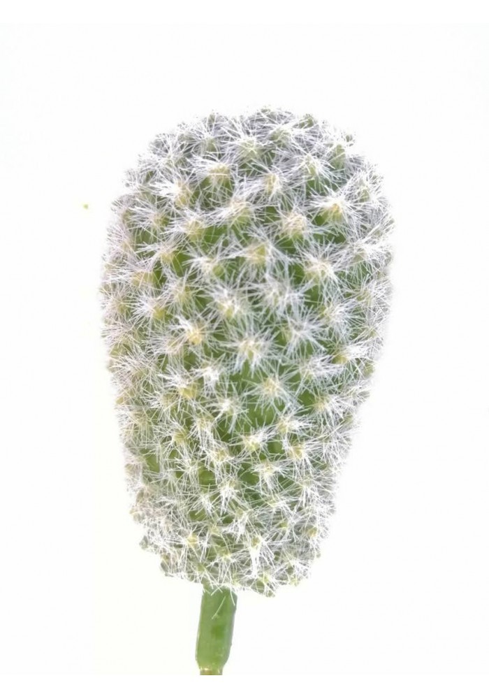 Cactus pincushion 17 cm altura