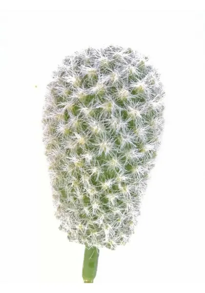 Cactus pincushion 17 cm altura