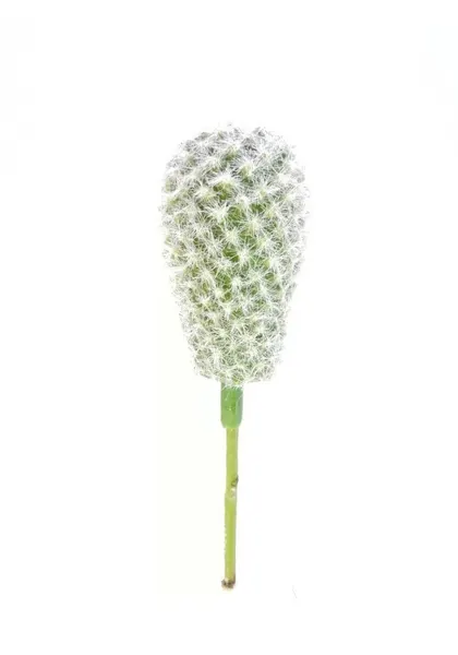 Cactus pincushion 17 cm altura