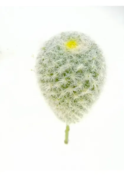 Cactus pincushion 17 cm altura
