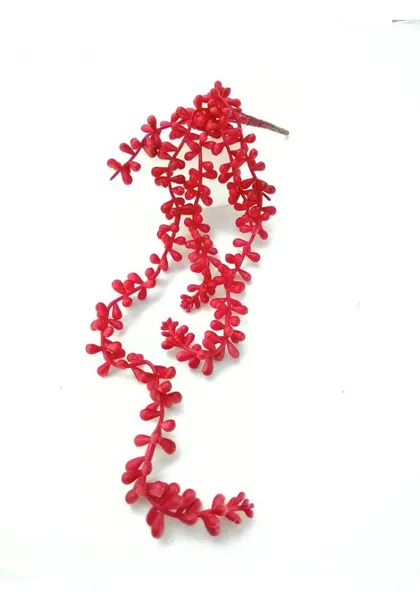 Colgante de suculenta 50 cm blanco y rojo