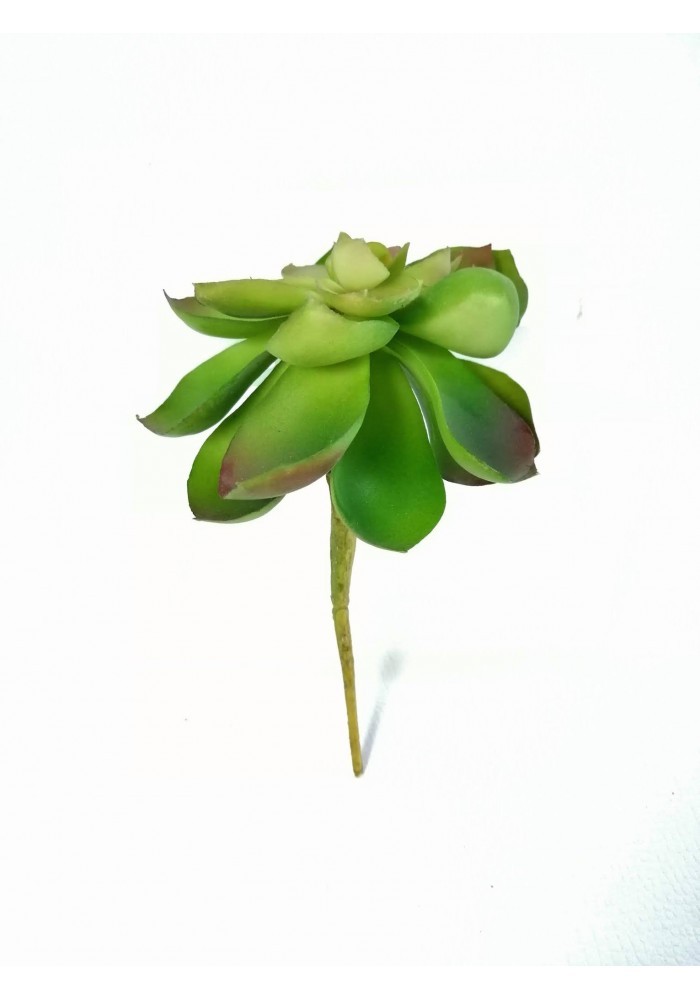 Echeverria green prince  11 cm diámetro