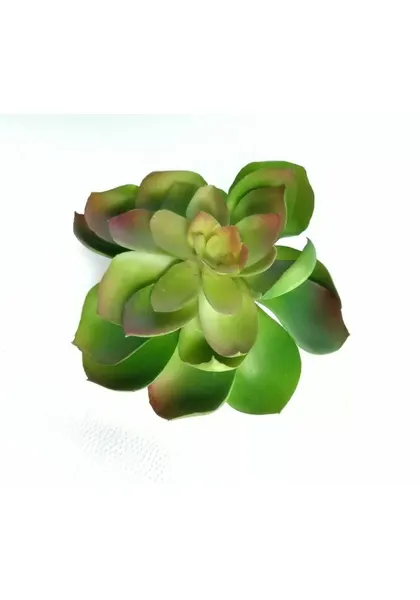 Echeverria green prince  11 cm diámetro