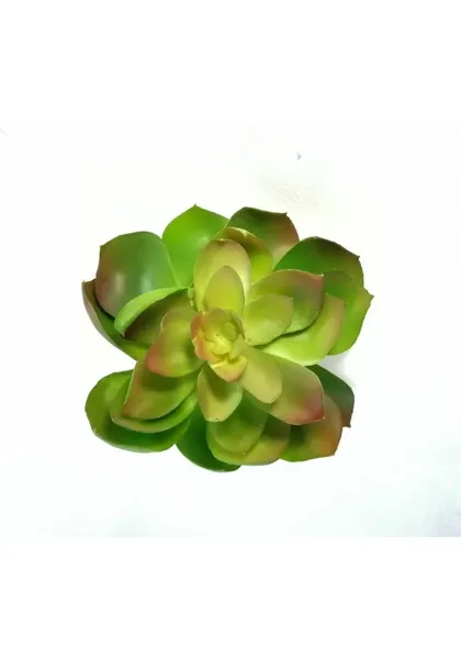 Echeverria green prince  11 cm diámetro