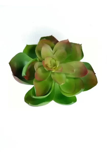 Echeverria green prince  11 cm diámetro