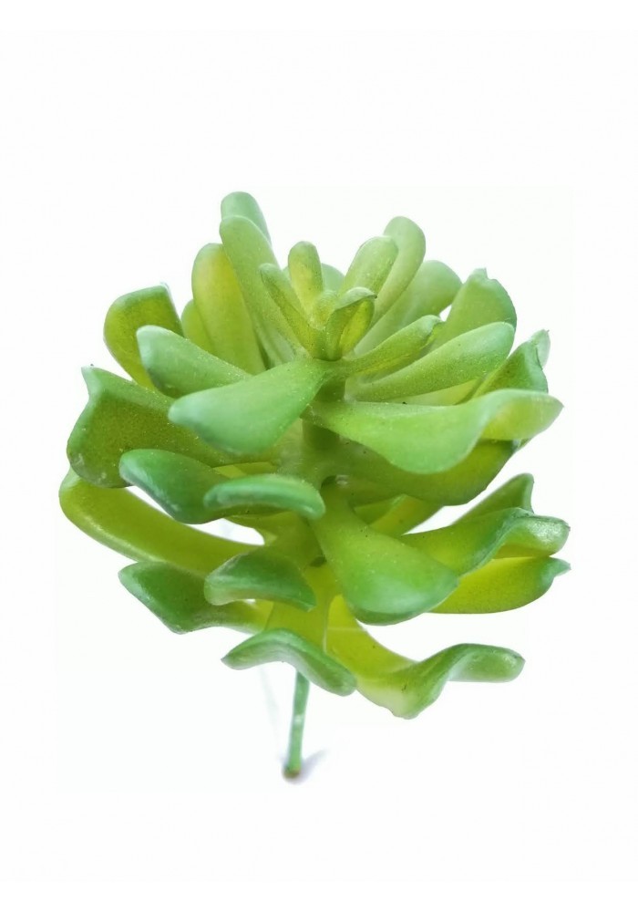 Echeverria pelusida, 8 cm diámetro x 13 cm altura
