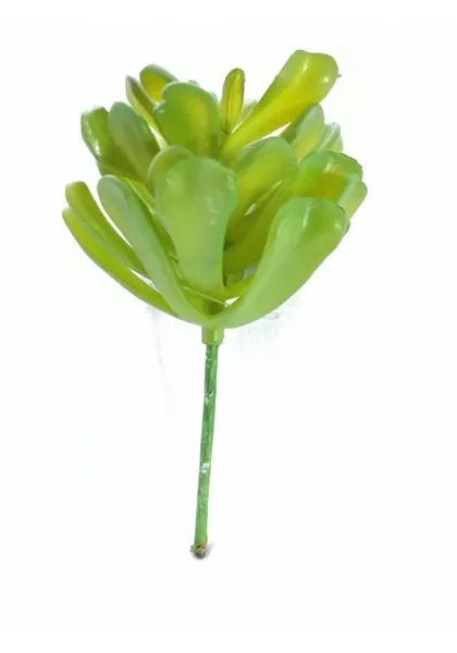 Echeverria pelusida, 8 cm diámetro x 13 cm altura