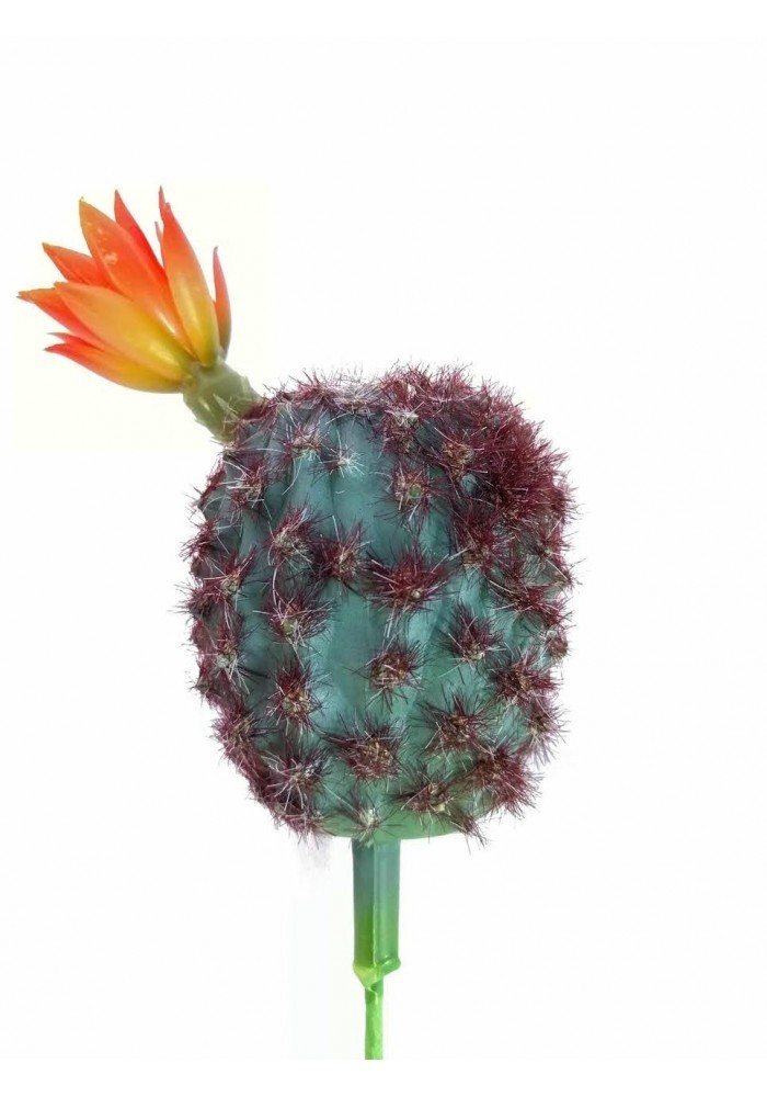 Rebutia cactus con flor 20 cm altura