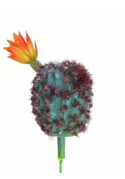 Rebutia cactus con flor 20 cm altura
