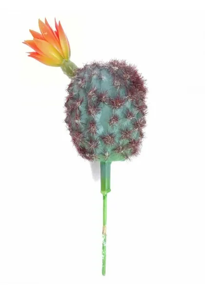 Rebutia cactus con flor 20 cm altura