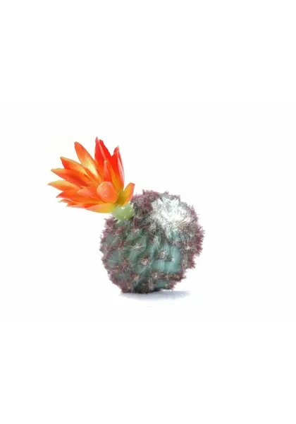 Rebutia cactus con flor 20 cm altura
