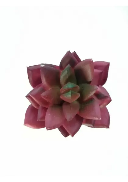 Romeo max agave 11 cm altura