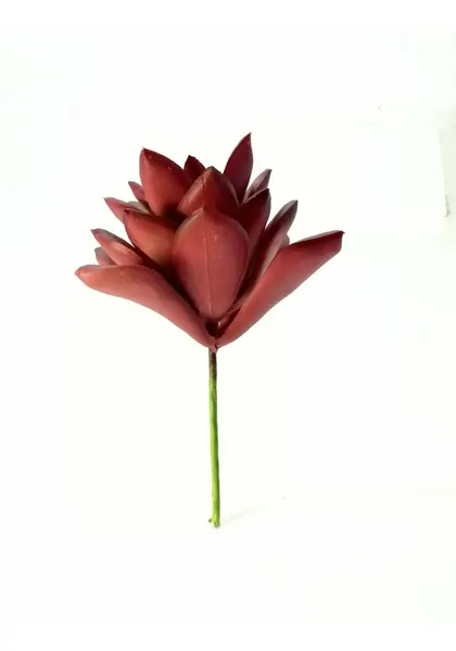 Romeo max agave 11 cm altura