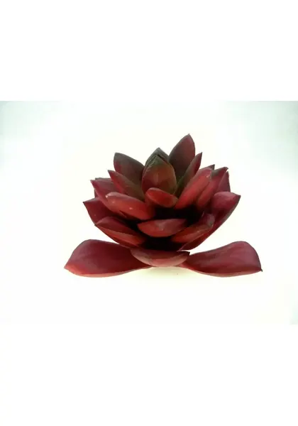 Romeo max agave 11 cm altura
